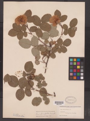 Rosa francofurtana (CBS.021317). Digital Image: Yale Peabody Museum; photo by Division of Botany, Yale Peabody Museum 2010
