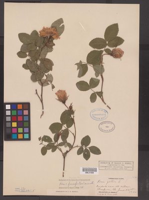 Rosa francofurtana (CBS.021254). Digital Image: Yale Peabody Museum; photo by Division of Botany, Yale Peabody Museum 2010