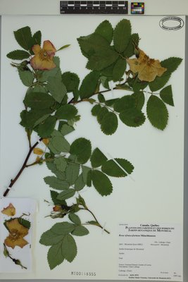 Rosa ×francofurtana at Marie-Victorin Herbarium (MT), Université de Montréal Biodiversity Centre
