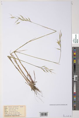 Avena strigosa Schreb.