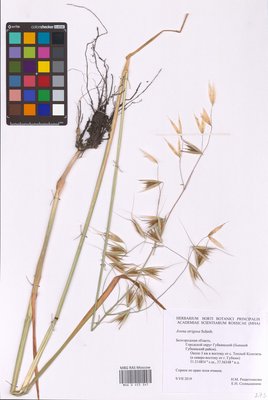 Avena strigosa Schreb. (Овес щетинистый), MHA Herbarium