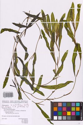 Potamogeton salicifolius Wolfg. (Рдест иволистный), MHA Herbarium
