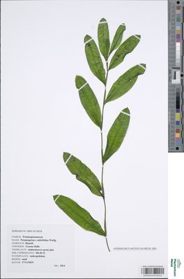 Potamogeton x salicifolius Wolfg.