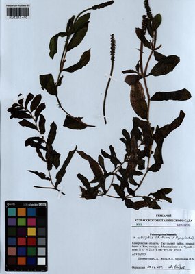 Potamogeton salicifolius Wolfg. (Рдест иволистный), KUZ Herbarium