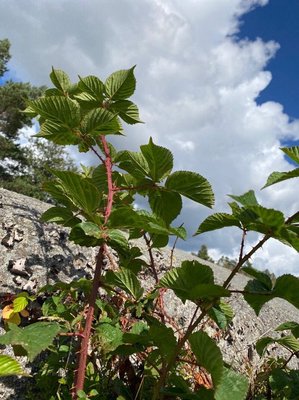 Rubus bertramii G.Braun: leaf