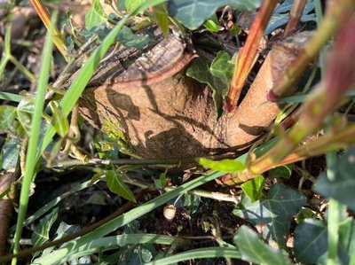 Rubus bertramii G.Braun: bark