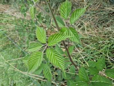 Rubus bertramii G.Braun: leaf