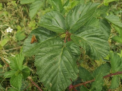 Rubus bertramii G.Braun: leaf