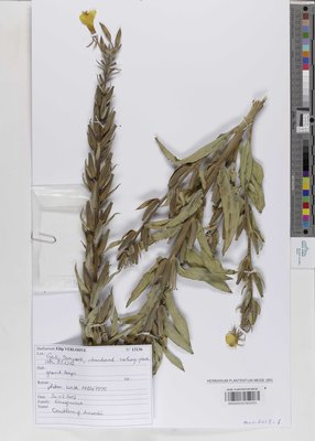 Oenothera drawertii Renner ex Rostanski