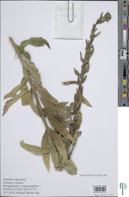 Oenothera drawertii Renner ex Rostanski