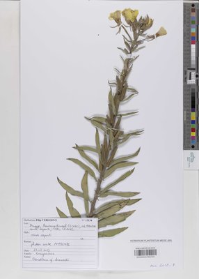 Oenothera drawertii Renner ex Rostanski