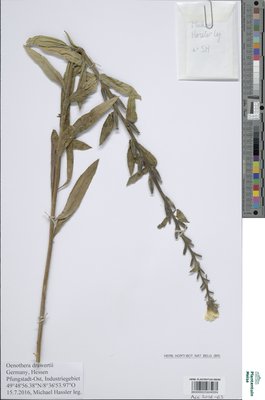 Oenothera drawertii Renner ex Rostanski