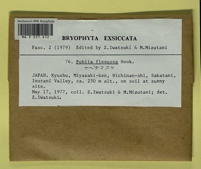 Pohlia flexuosa Harv., Moscow University Herbarium