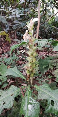 Acanthus montanus (Nees) T.Anderson: flower