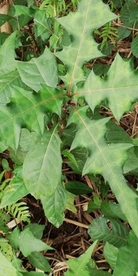 Acanthus montanus (Nees) T.Anderson: leaf