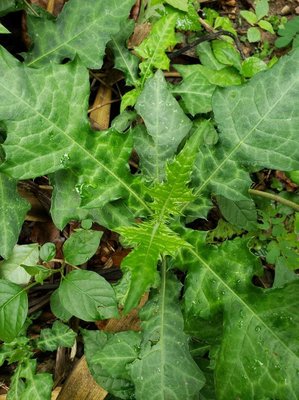 Acanthus montanus (Nees) T.Anderson: leaf