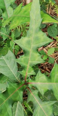 Acanthus montanus (Nees) T.Anderson: leaf