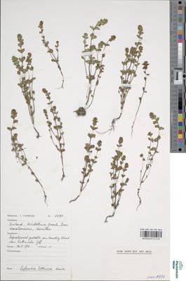 Euphrasia bottnica Kihlm.