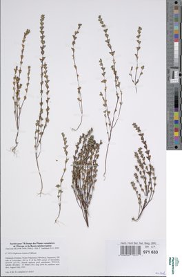Euphrasia bottnica Kihlm.
