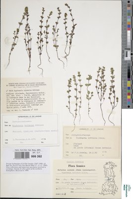 Euphrasia bottnica Kihlm.