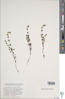 Euphrasia bottnica Kihlm.