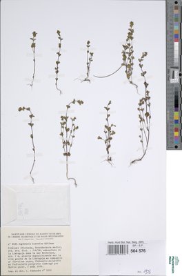 Euphrasia bottnica Kihlm.