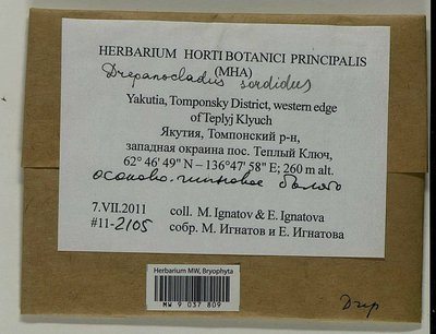 Drepanocladus sordidus (Müll. Hal.) Hedenäs, Moscow University Herbarium