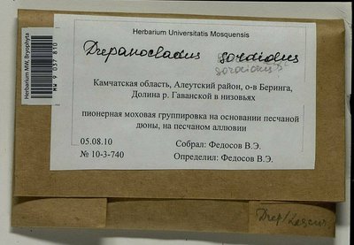 Drepanocladus sordidus (Müll. Hal.) Hedenäs, Moscow University Herbarium