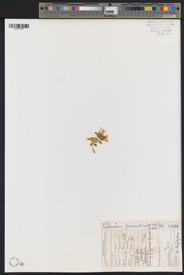 Centaurium glomeratum (QFA0119555) à l'Herbier Louis-Marie (QFA), Université Laval, Québec, Québec, Canada