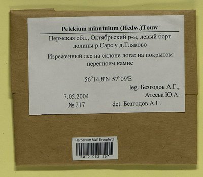 Pelekium minutulum (Hedw.) Touw, Moscow University Herbarium