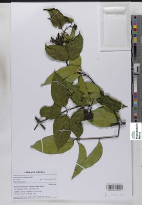Morinda morindoides (Baker) Milne-Redh.