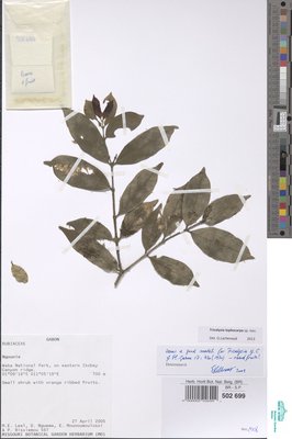 Tricalysia lophocarpa O.Lachenaud & Sonké
