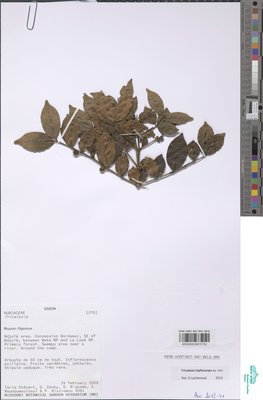 Tricalysia lophocarpa O.Lachenaud & Sonké