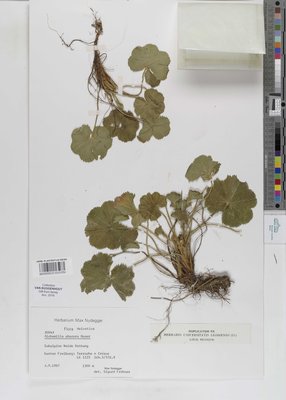 Alchemilla obscura Buser