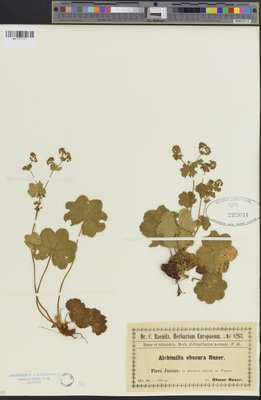 Alchemilla obscura (QFA0222031) à l'Herbier Louis-Marie (QFA), Université Laval, Québec, Québec, Canada