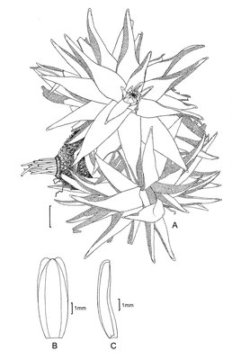 Navia_incrassata_SmithLB_TangeriniAR_2405_ink.tif
