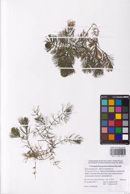 Ceratophyllum platyacanthum subsp. platyacanthum (Роголистник крылатый), MHA Herbarium