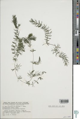 Ceratophyllum demersum var. platyacanthum (Cham.) Wimm.