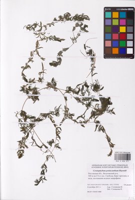Ceratophyllum platyacanthum subsp. platyacanthum (Роголистник крылатый), MHA Herbarium