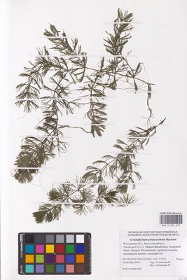 Ceratophyllum platyacanthum subsp. platyacanthum (Роголистник крылатый), MHA Herbarium