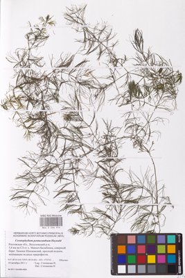 Ceratophyllum platyacanthum subsp. platyacanthum (Роголистник крылатый), MHA Herbarium