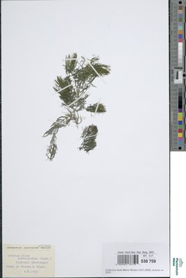 Ceratophyllum pentacanthum Haynald