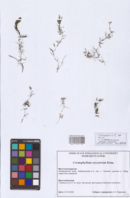 Ceratophyllum oryzetorum Kom. (Роголистник), MHA Herbarium