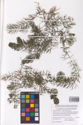 Ceratophyllum platyacanthum subsp. platyacanthum (Роголистник крылатый), MHA Herbarium