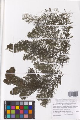 Ceratophyllum platyacanthum subsp. platyacanthum (Роголистник крылатый), MHA Herbarium