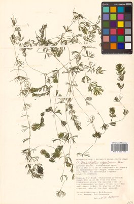 Ceratophyllum platyacanthum subsp. oryzetorum (Kom.) Les (Роголистник крылатый), MHA Herbarium