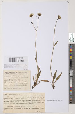 Hieracium oxyodon subsp. longanum (Arv.-Touv. & Belli) Zahn