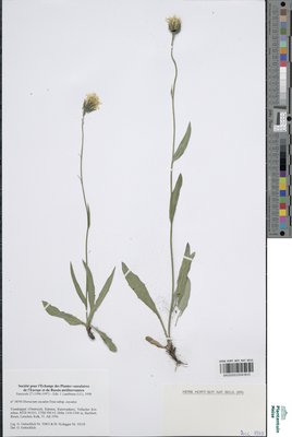 Hieracium oxyodon subsp. oxyodon Fr.
