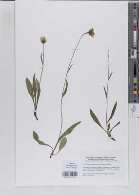 Hieracium oxyodon subsp. oxyodon Fr.