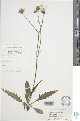 Hieracium oxyodon subsp. oxyodon var. subrupestre